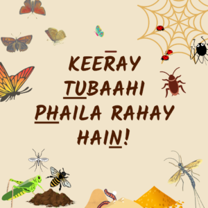 Learn the names of insects in Urdu - Printable game worksheet